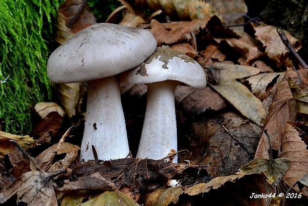 strmuľka inovaťová Clitocybe nebularis (Batsch) P. Kumm.