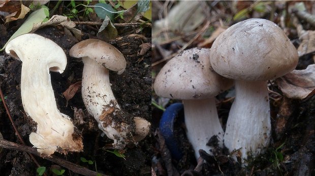 strmuľka inovaťová Clitocybe nebularis (Batsch) P. Kumm.