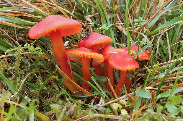 lúčnica Hygrocybe sp.