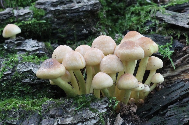 strapcovka tehlovočervená Hypholoma lateritium (Schaeff.) P. Kumm.