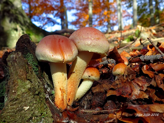 strapcovka tehlovočervená Hypholoma lateritium (Schaeff.) P. Kumm.