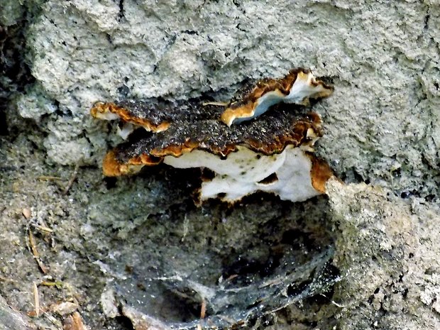 láziochlena obyčajná Ischnoderma benzoinum (Wahlenb.) P. Karst.