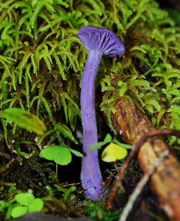 lakovka ametystová Laccaria amethystina (Huds.) Cooke