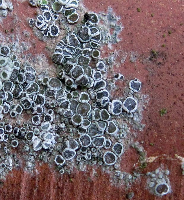 lekanora Lecanora sp.