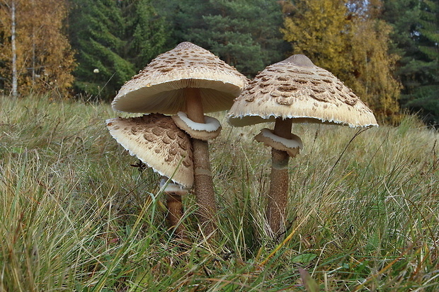 bedľa vysoká Macrolepiota procera (Scop.) Singer