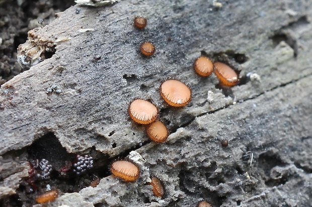 štítovnička Scutellinia sp.