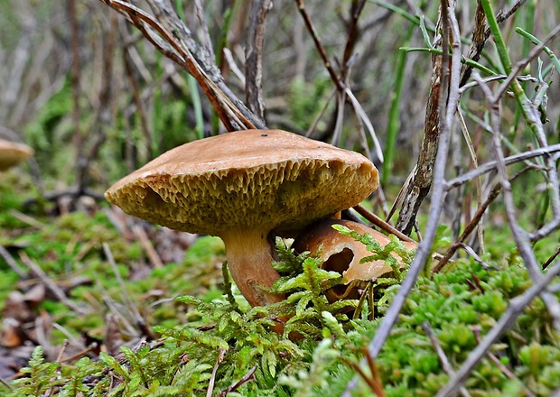 masliak kravský Suillus bovinus (Pers.) Roussel