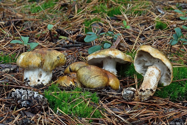 čírovka prsteňová Tricholoma focale (Fr.) Ricken