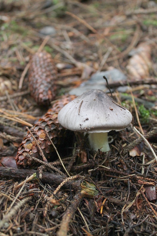 čírovka Tricholoma sp.