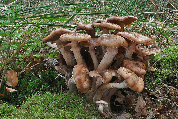 podpňovka obyčajná Armillaria mellea (Vahl) P. Kumm.