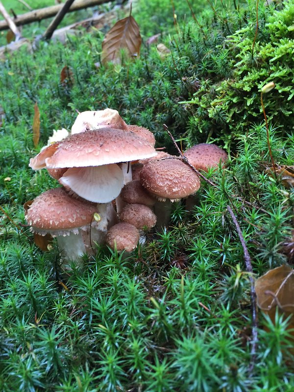 podpňovka Armillaria sp.