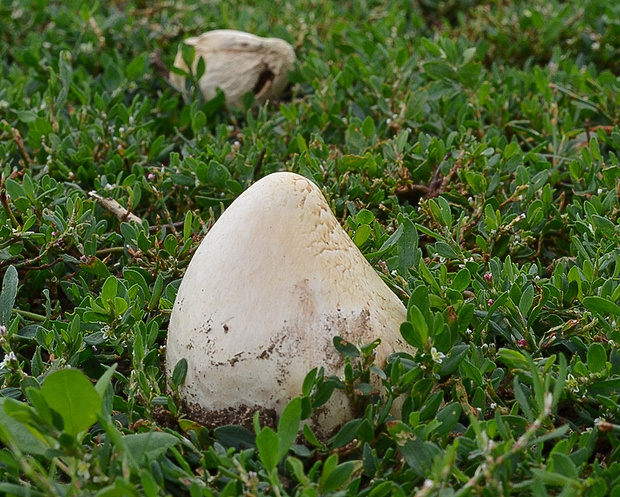 strieška bedľovitá Chlorophyllum agaricoides (Czern.) Vellinga