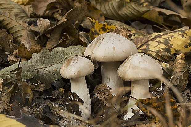 strmuľka inovaťová Clitocybe nebularis (Batsch) P. Kumm.