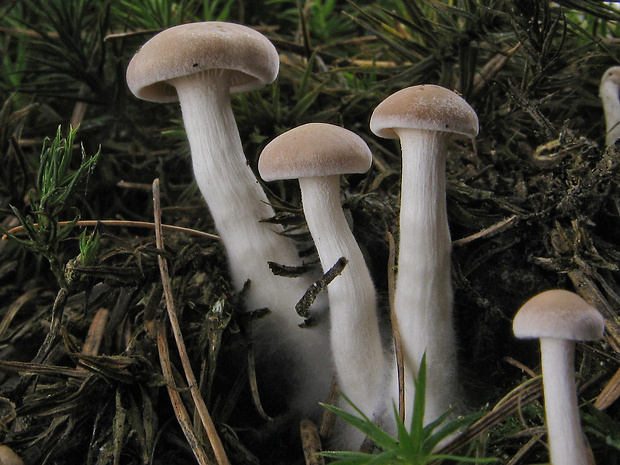 strmuľka inovaťová Clitocybe nebularis (Batsch) P. Kumm.