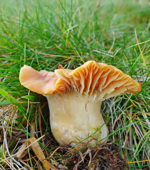 lúčnica statná Cuphophyllus pratensis (Fr.) Bon