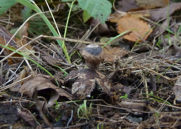 hviezdovka Schmidelova Geastrum schmidelii Vittad.