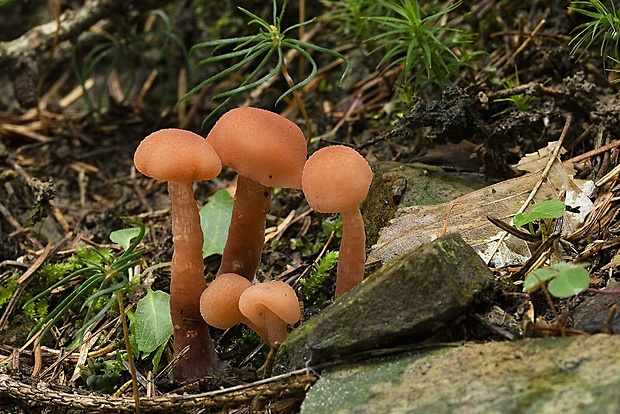 lakovka obyčajná Laccaria sp.