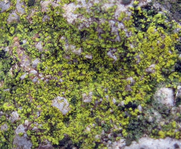 lekanora Lecanora cf. soralifera (Suza) Räsänen