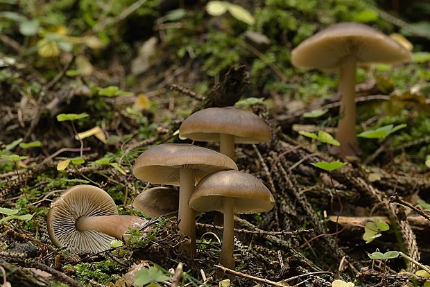 tmavuľka Melanoleuca sp.