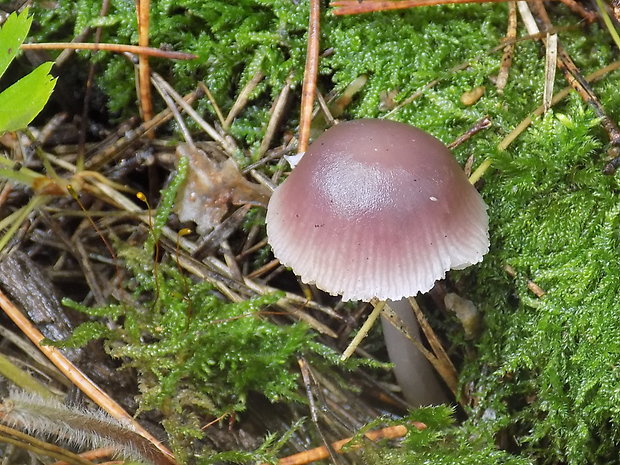 prilbička reďkovková Mycena pura (Pers.) P. Kumm.