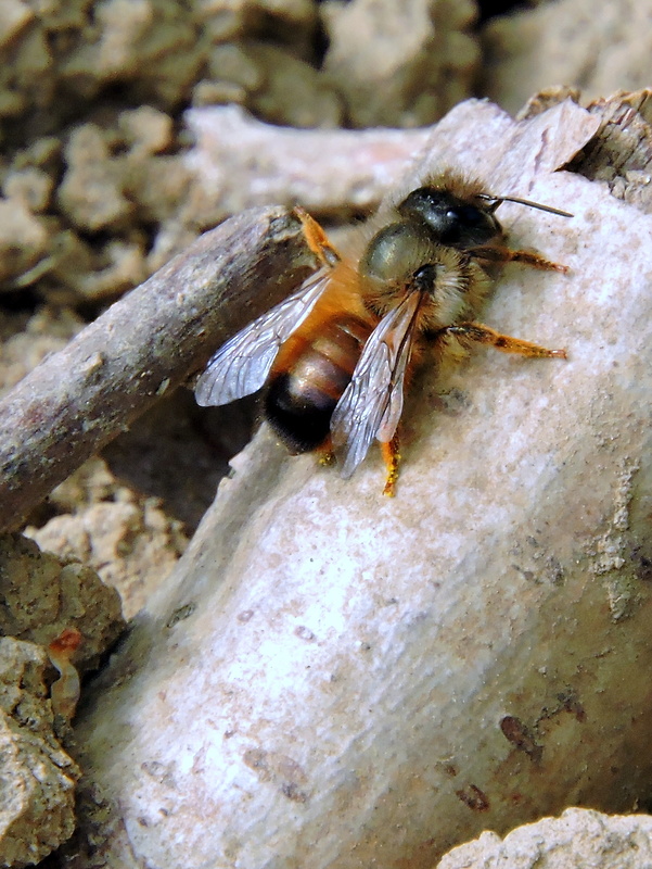 osmia Osmia rufa