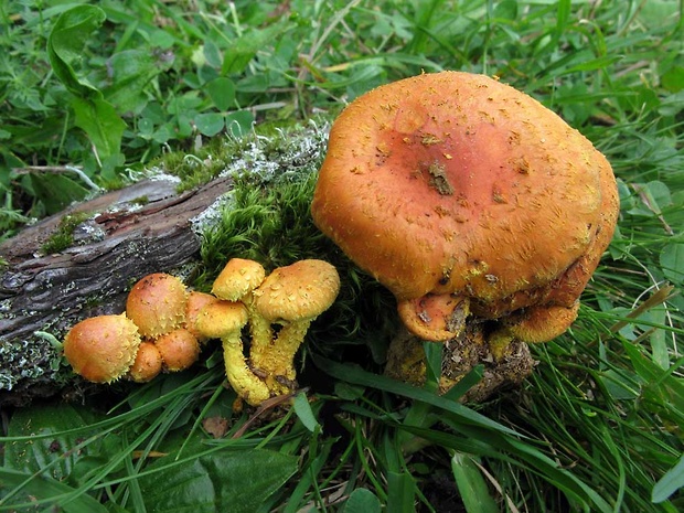 šupinovka ohnivá Pholiota flammans (Batsch) P. Kumm.