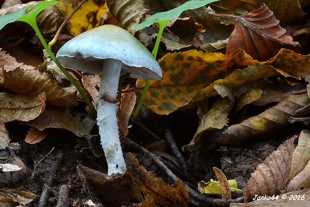 golierovka zelenomodrá Stropharia caerulea Kreisel