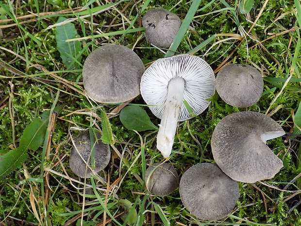 čírovka zemná Tricholoma terreum (Schaeff.) P. Kumm.