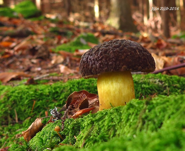 suchohríb zamatový Xerocomellus pruinatus (Fr.) Šutara