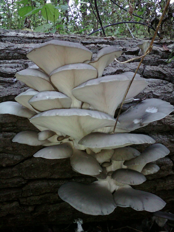 hliva ustricovitá Pleurotus ostreatus (Jacq.) P. Kumm.