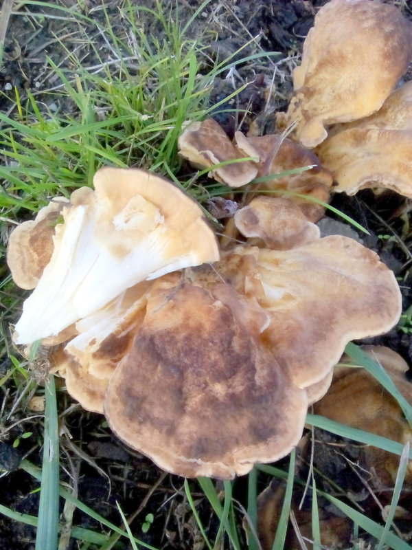 vejárovec obrovský Meripilus giganteus (Pers.) P. Karst.