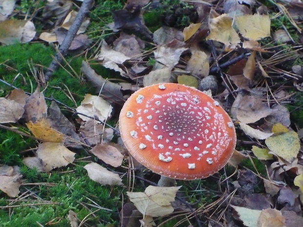 muchotrávka červená Amanita muscaria (L.) Lam.