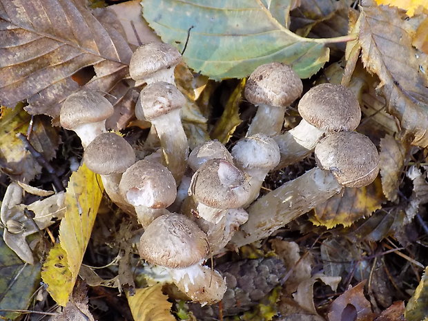 podpňovka Armillaria sp.