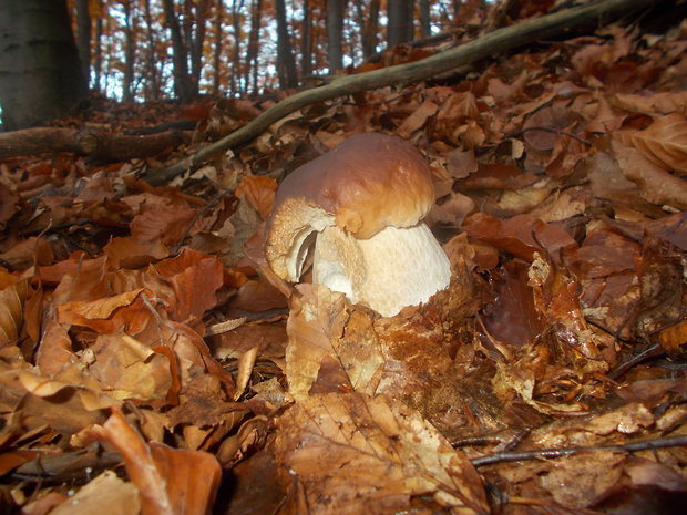 hríb smrekový Boletus edulis Bull.