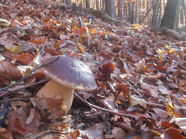 hríb smrekový Boletus edulis Bull.