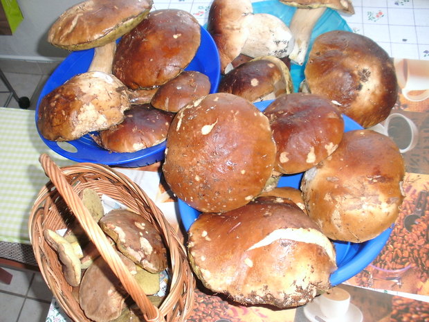 hríb smrekový Boletus edulis Bull.