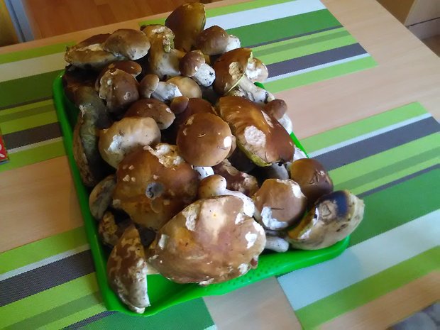 hríb dubový Boletus reticulatus Schaeff.