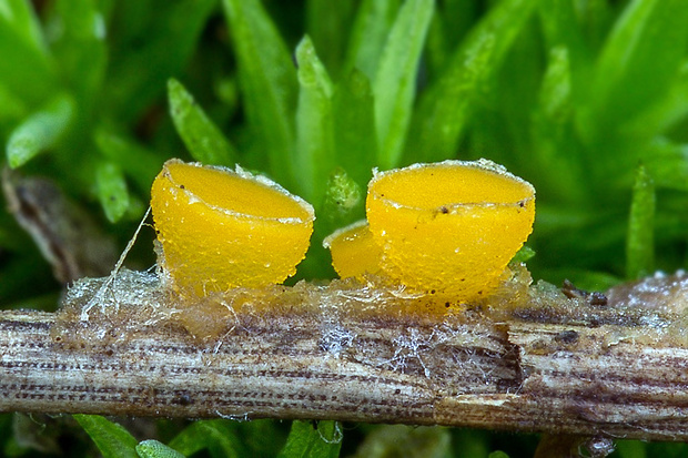 vláknohlivka Byssonectria sp.