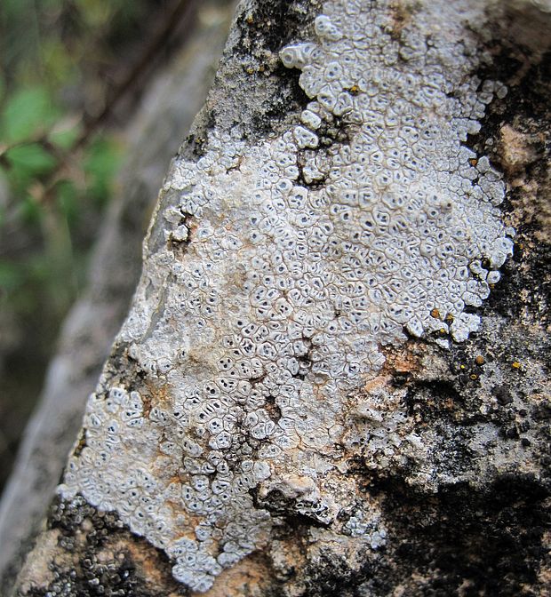 manovník Circinaria calcarea (L.) A. Nordin, Savić & Tibell