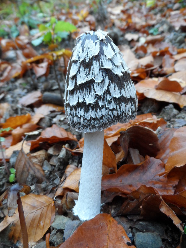 hnojník strakatý Coprinopsis picacea (Bull.) Redhead, Vilgalys & Moncalvo