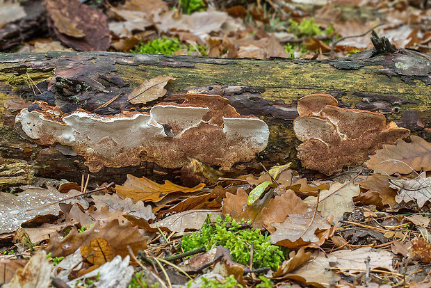 trúdnikovník borovicový Dichomitus squalens (P. Karst.) D.A. Reid