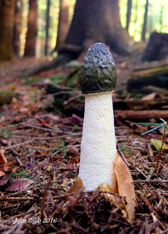 hadovka smradľavá Phallus impudicus L.