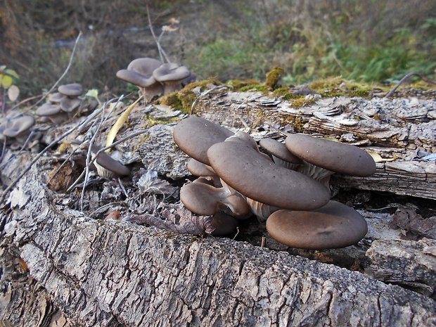 hliva ustricovitá Pleurotus ostreatus (Jacq.) P. Kumm.