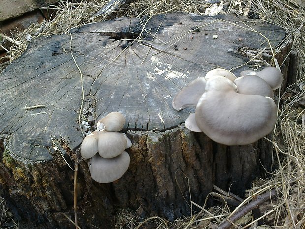 hliva ustricovitá Pleurotus ostreatus (Jacq.) P. Kumm.