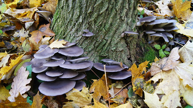 hliva ustricovitá Pleurotus ostreatus (Jacq.) P. Kumm.