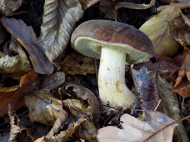 suchohríb zamatový Xerocomellus pruinatus (Fr.) Šutara