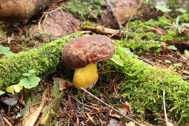 suchohríb Xerocomus sp.