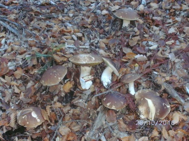 hríb smrekový Boletus edulis Bull.