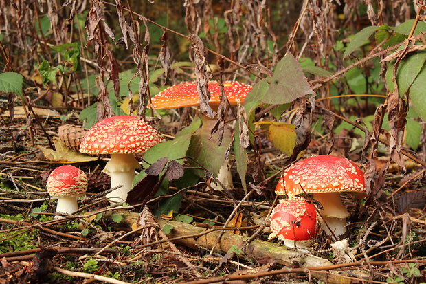 muchotrávka červená Amanita muscaria (L.) Lam.