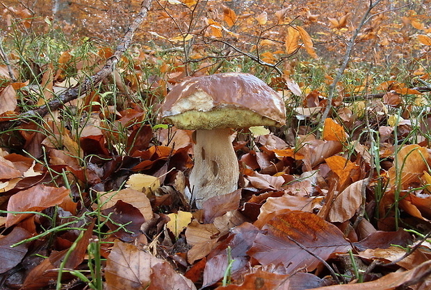 hríb smrekový Boletus edulis Bull.